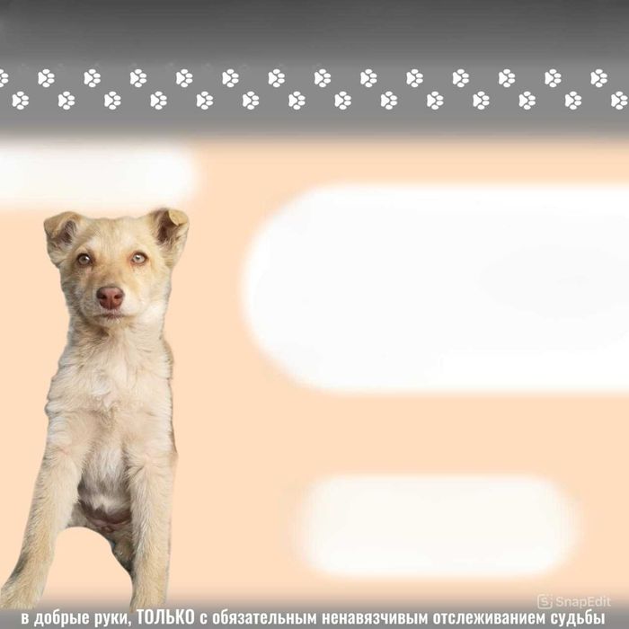 Ищем любящих хозяев