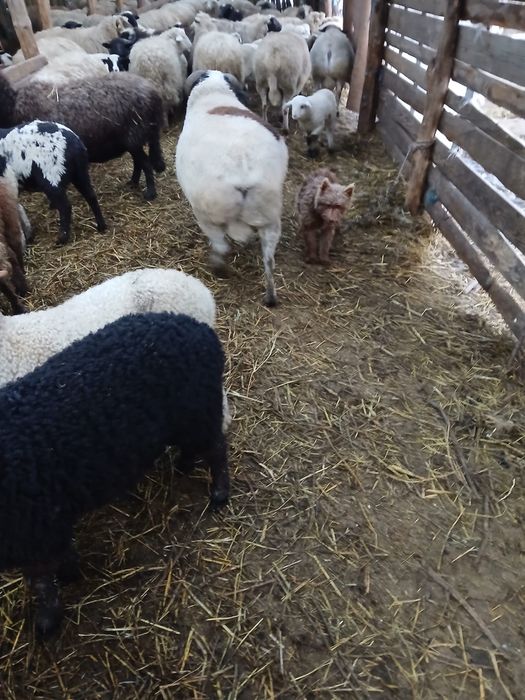 Vand sau schimb cu o oaie dorper.berbecul are 2 ani