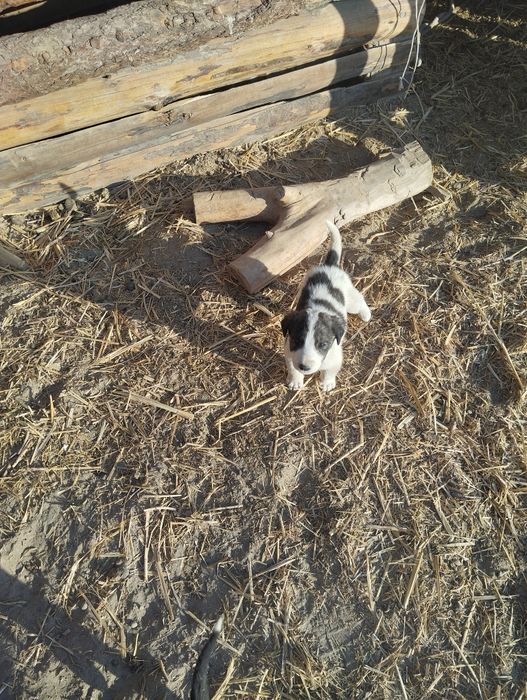 Кайынкаптал кушык сатылады акесымен шешесы сонында