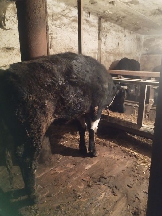 Бык голштин порода