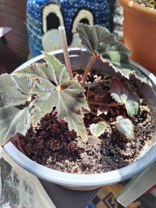 Бегония чёрный бархат,  продам деток