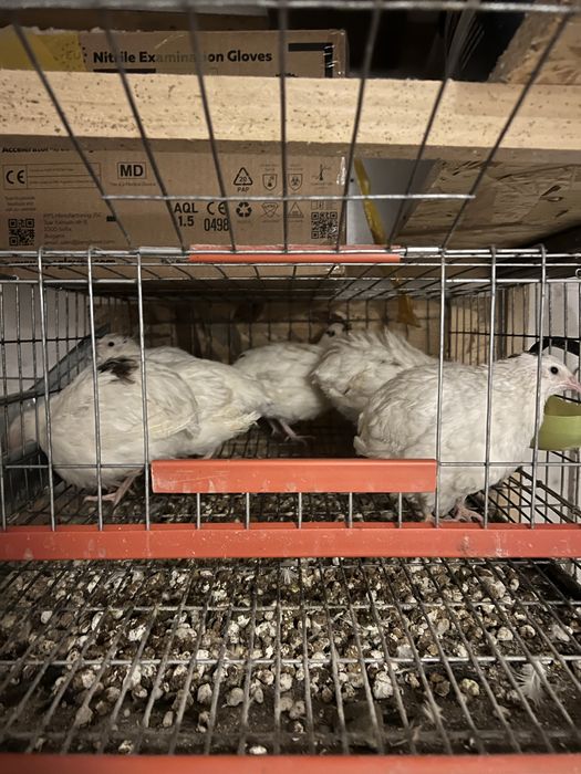 prepelite polar gigant