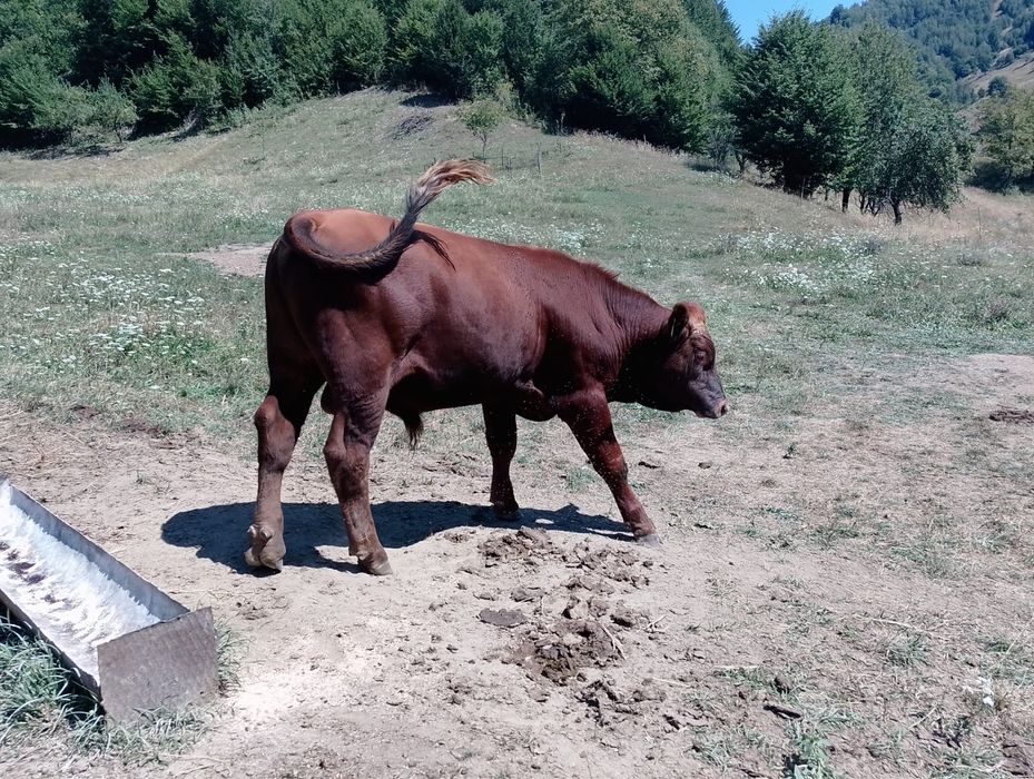 Tauras de vanzare
