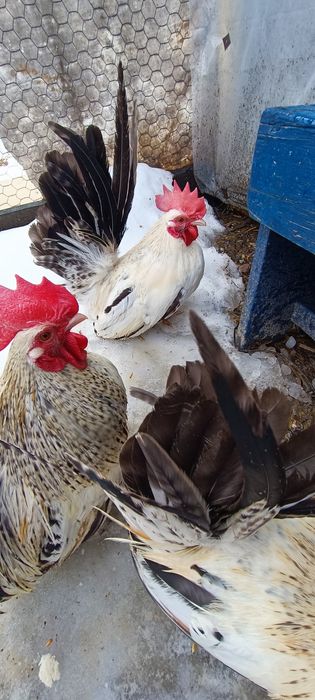 Cocoși chabo tineri de prăsilă