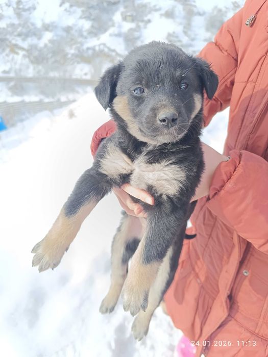 Отдам щенков даром