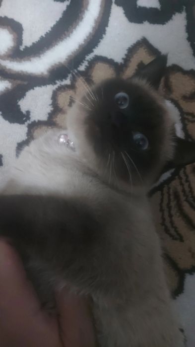 Siyam toza qon mushugi 4oylik