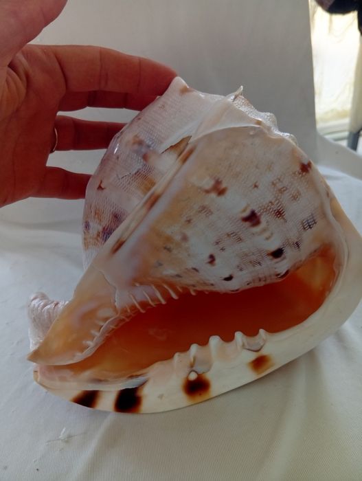 Vând scoica uriașă din atlantic