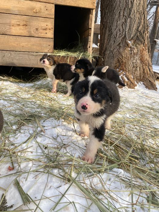 Продам здоровых щенков