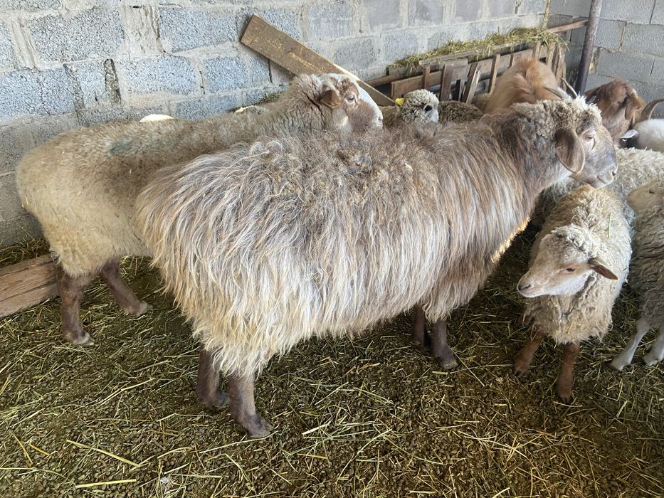 Қой сатамын семиз