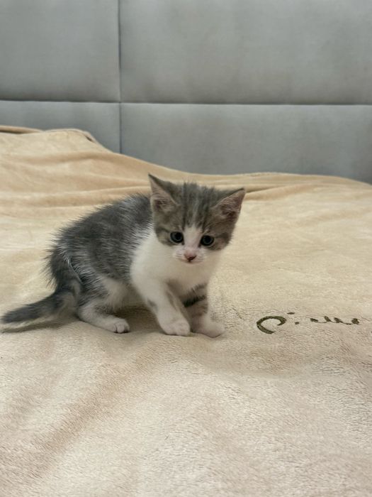 Отдам котенка в хорошие руки