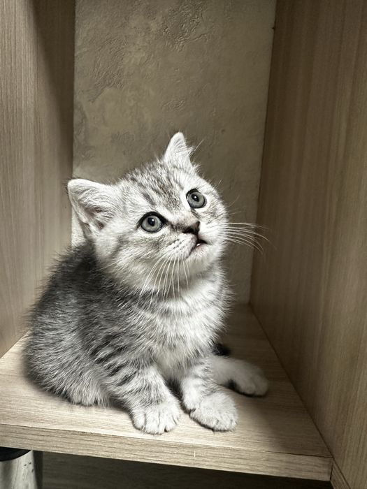 Красивый котенок