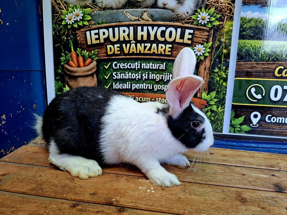 Iepurasi de vanzare