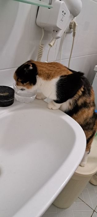 Мушук боласи сотилади