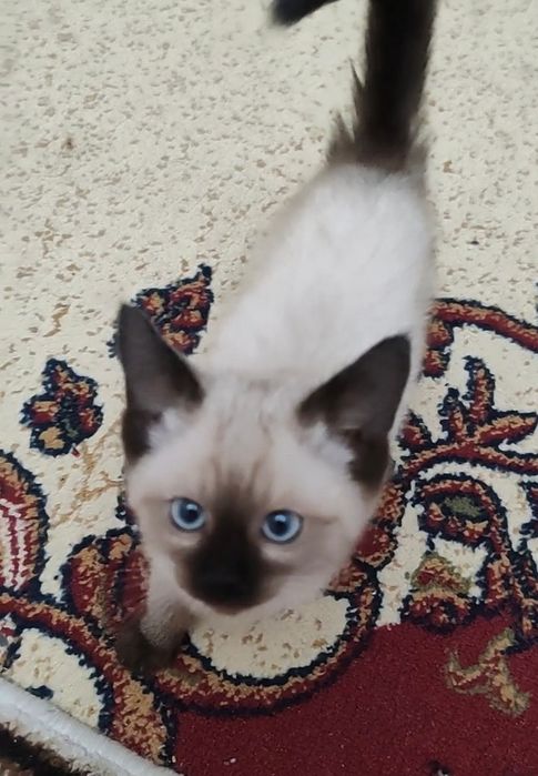 Котятки сиамские, чистокровные