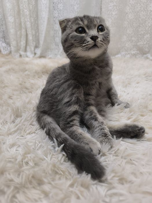 Отдам кошку, вислоухая