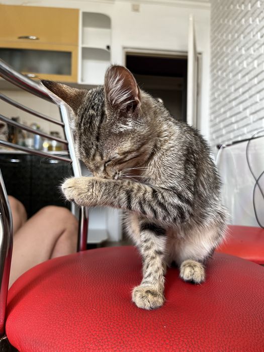 Кошечка в добрые руки