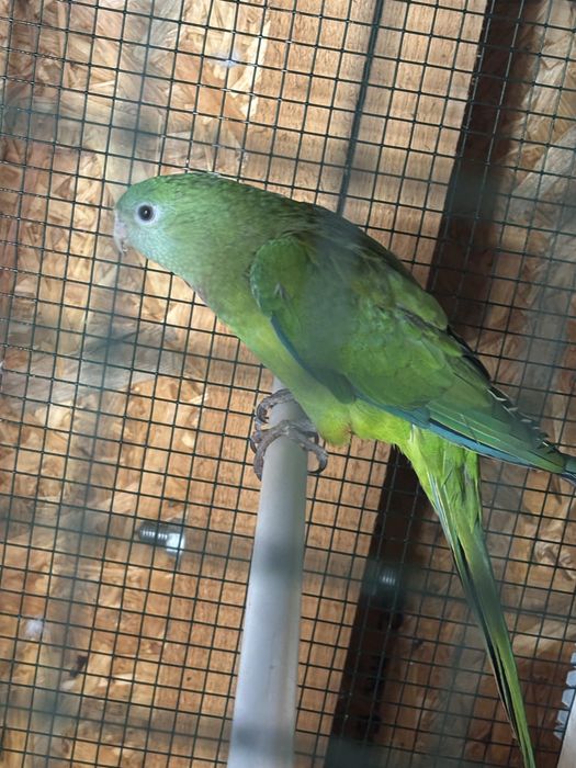 Papagal varsta 2 ani !