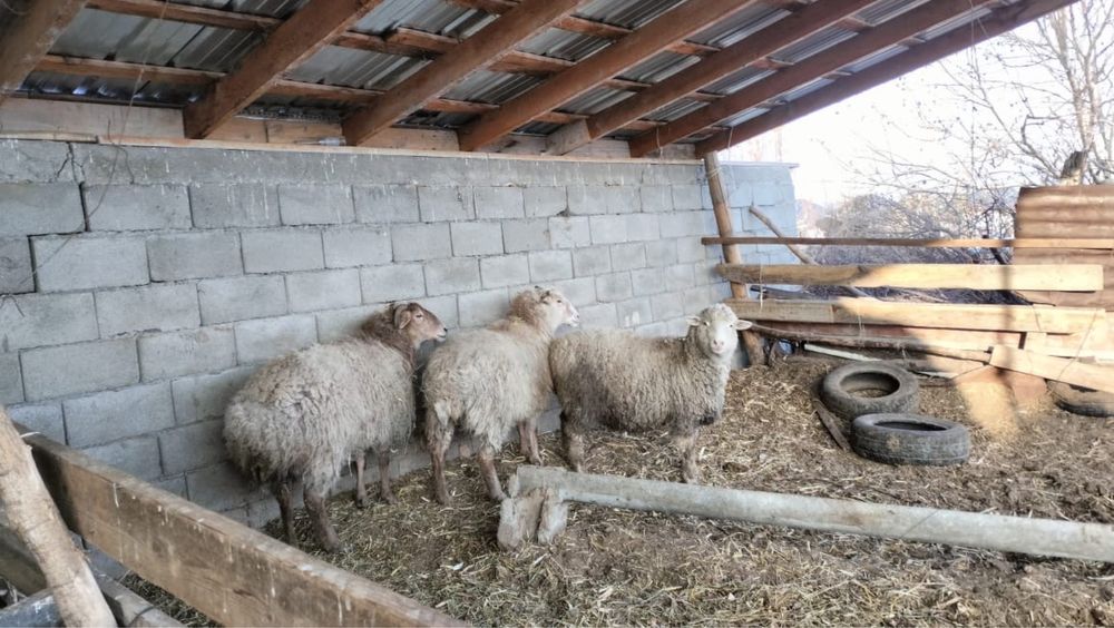 Саулық қой.