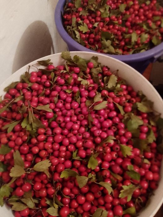 Măcriș de vânzare