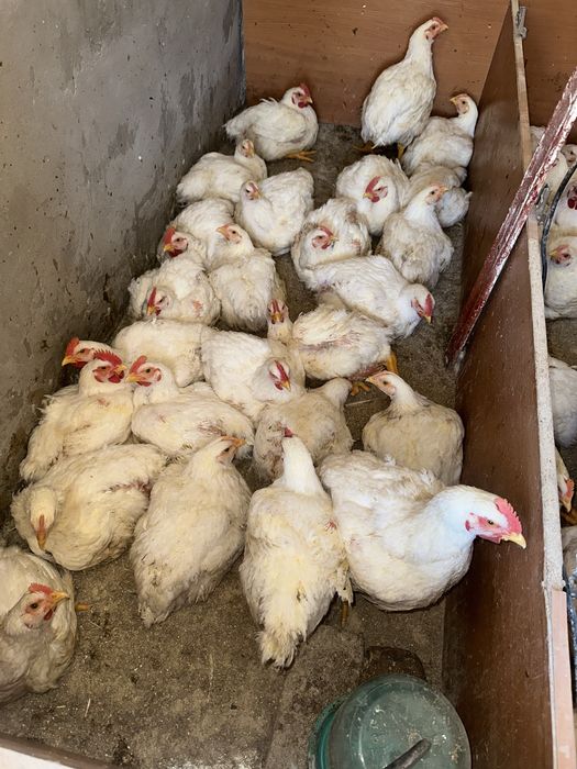 Бройлер цыплята домашныее