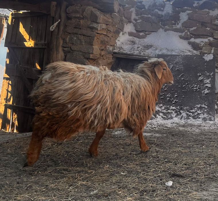 Продам баран 3шт