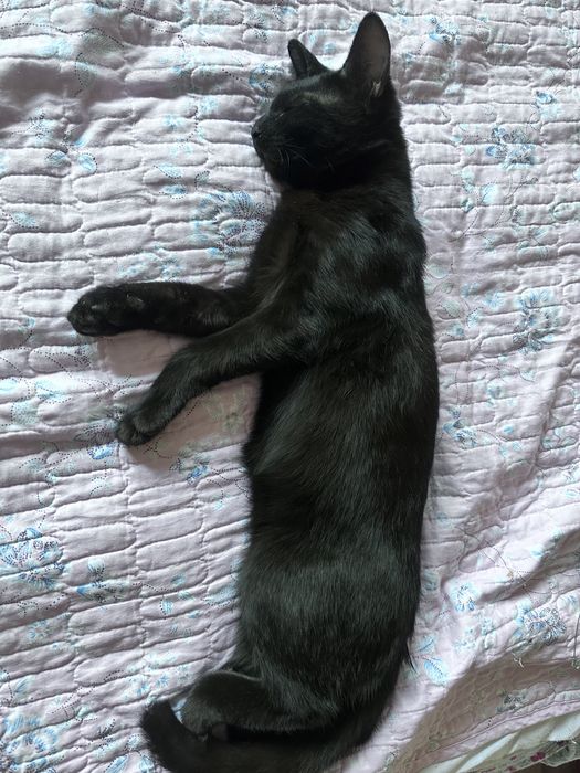 Отдам в добрые руки
