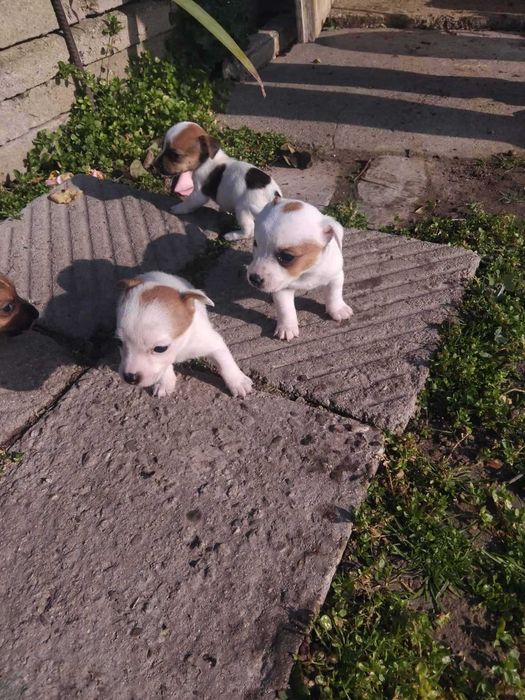 Джак ръсел мъжко и женски