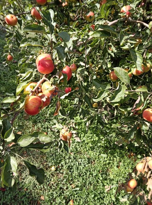 Mere de vânzare Florina din producția proprie