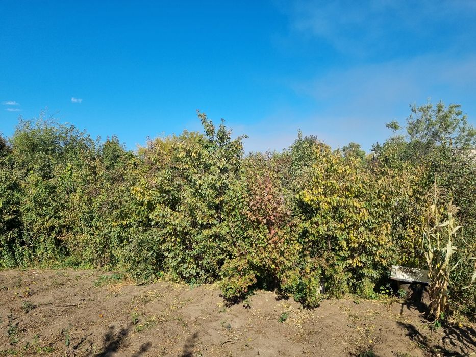 Дача Машиностроитель