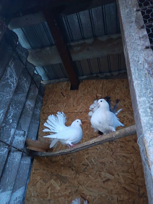 Vand porumbei curcani