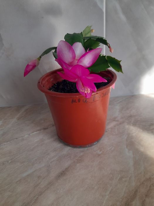 Продам,, Декабрист "розовый!