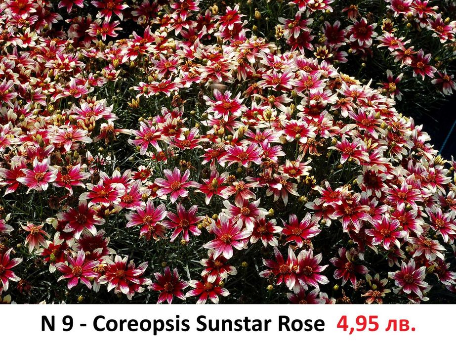 Многогодишни Градниски Цветя – ЦЕНА 4,95 лв./бр.