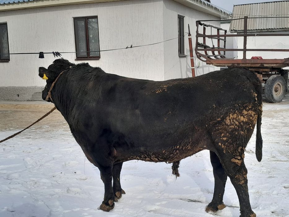 Продам  быка стоит на  откорме