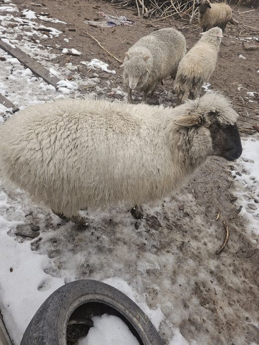 Продам вкусного барана