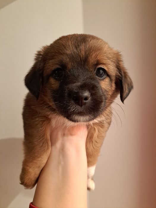 Ofer câini de talie mică/medie spre adopție