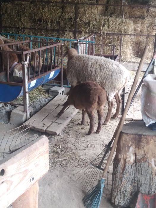 Арашан буаз коилар .