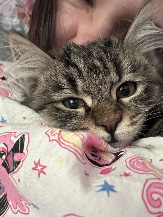 Потерялся котенок