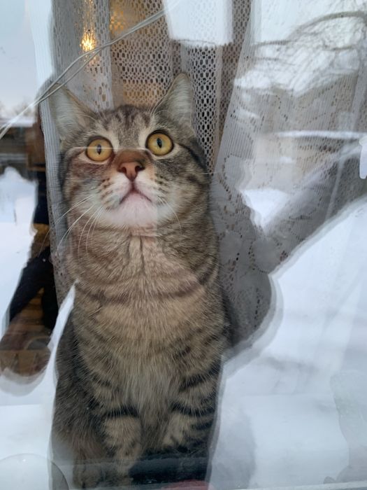 Отдаются в добрые руки котята