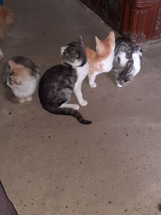 Pisici spre adoptie