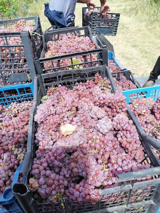 Грозде Каберне Совиньон 2025 Мускат отонел, Совиньон Блан , Траминер