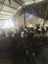 Schimb vacă românească