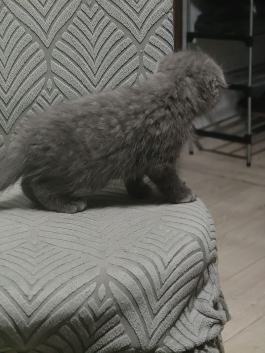 Скоттиш Фолды Голубые Плюшевые