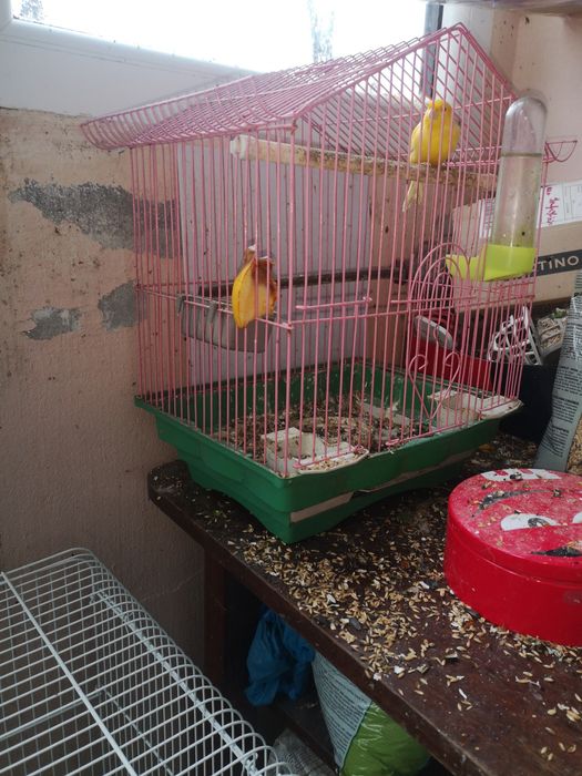 De vanzare canari tineri de 6 luni, 3 masculi de 6 luni si un pui