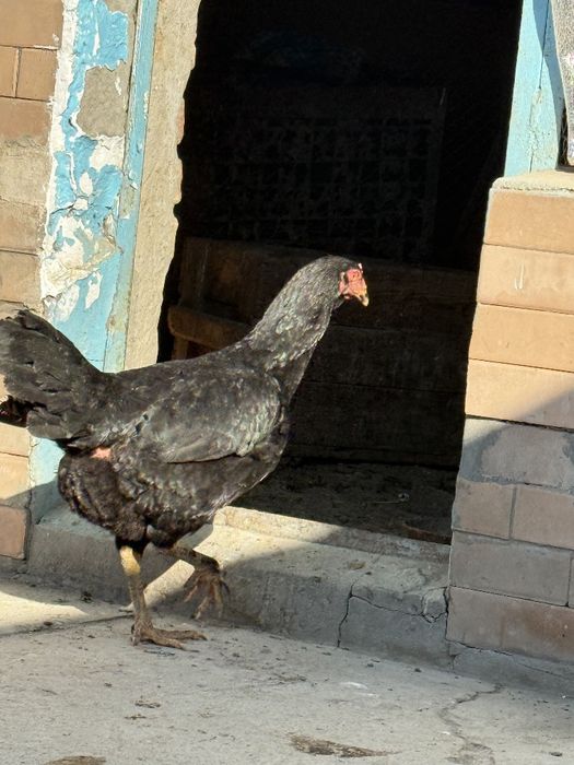 Кора товуклар сотилади хамаси тухумда