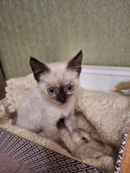 Котята  девочки срочно ищут дом!