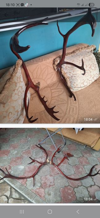 Продам для интерьера рога оленье