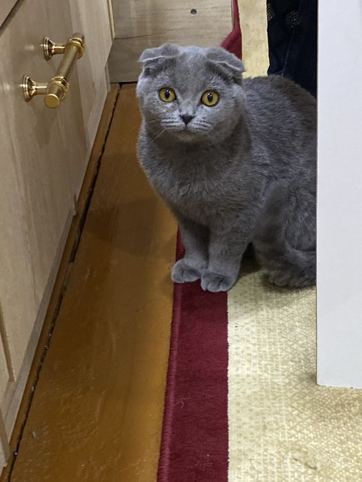 Scottish Fold Cat