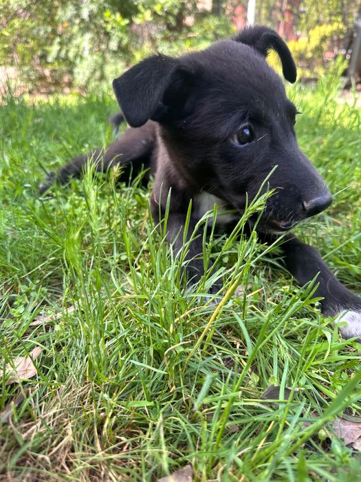 Ташкент. Отдам щенка в добрые руки