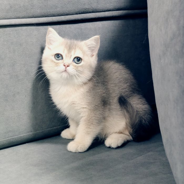 Котята Шиншиллы Фолд