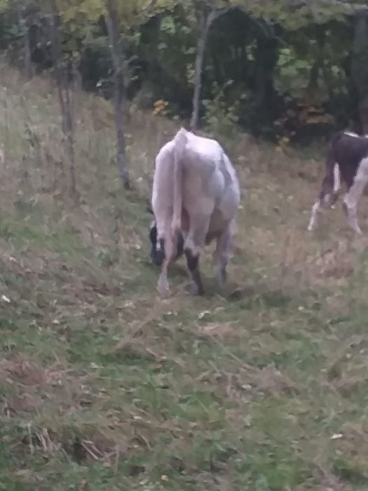 Vând tăuraș de 2 ani